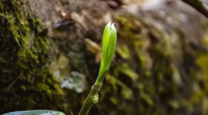关于古树茶强势回归!2021年云南山头茶价格发布的热门资讯(7)