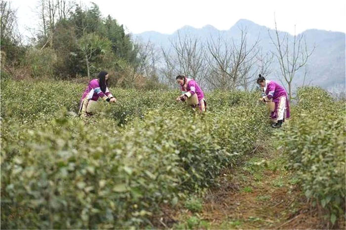 关于贵州百里杜鹃黄泥乡：人勤春来早 春茶采收忙的消息(1)