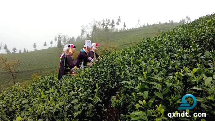 关于央视财经（CCTV2）频道对普安春茶产销情况进行直播的最新信息(3)