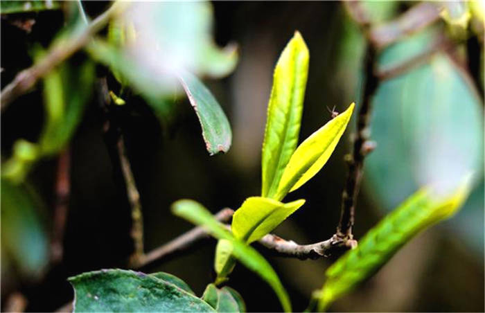 关于湖南湘潭县：春风春雨催春芽 茶山茶农忙采茶的热门消息