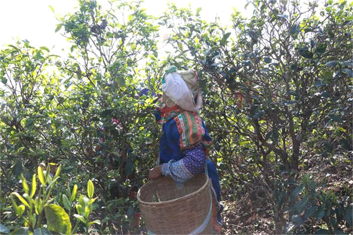 有关于一周速读：云茶实现千亿元目标、2021春茶产销、冰岛迎来新变局的热门资讯(6)