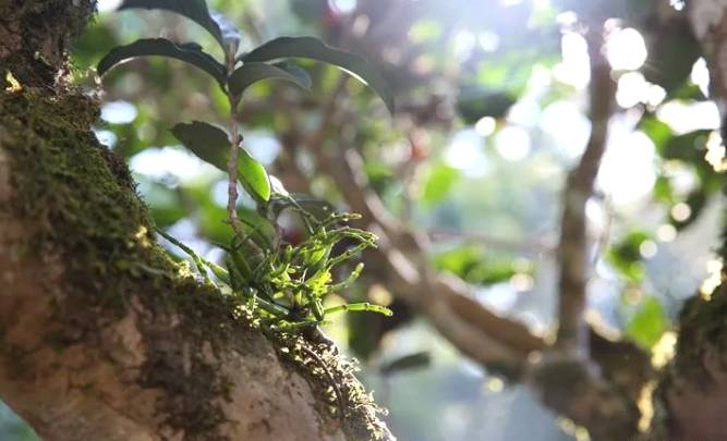 关于申遗中的景迈山古茶林文化景观靓照上新了！的资讯(8)