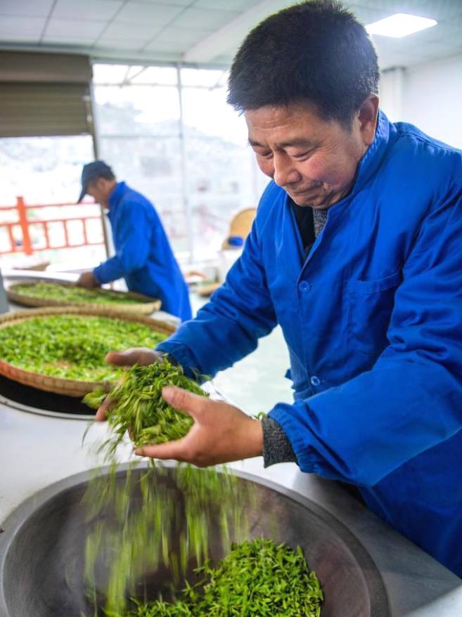 有关于陕南茶业：绿染秦巴山川 成就“金山银山”的信息(3)