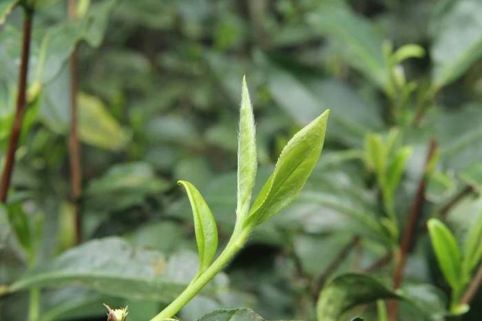 有关于新时代下,稳步良性发展的产业——福鼎白茶,值得关注的资讯(9)