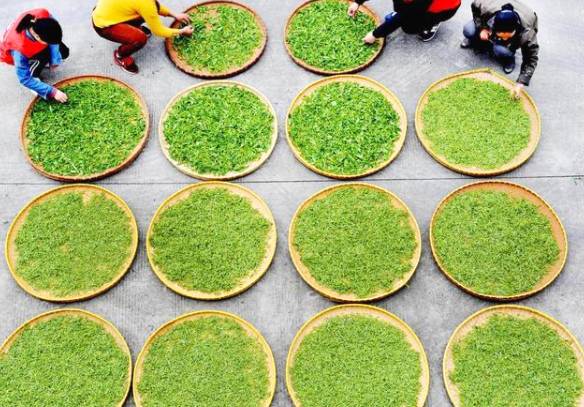 有关于江西婺源溪头乡：党员干部茶山帮茶农采摘谷雨茶的最新信息(5)