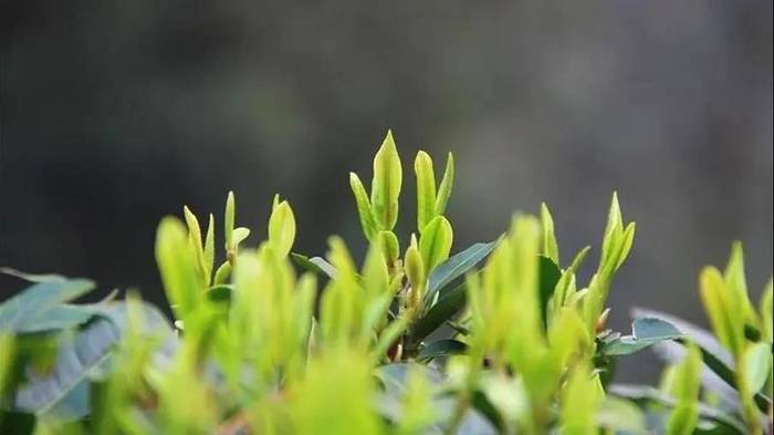 有关于官宣了！西湖龙井茶龙井43品种3月12日开采！的热门新闻(1)