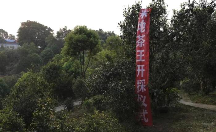 关于一周速读：2020中国茶叶产销报告、茶青价格暴涨、双手采出致富叶的热门资讯(2)