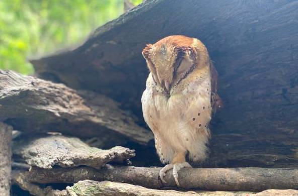 关于普洱：在森林公园与自然共处，建设生态茶园提升茶品质的最新信息(1)