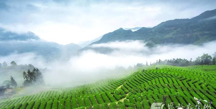 关于玉露飘香 恩施市25万余亩茶园全面开采的最新消息(1)