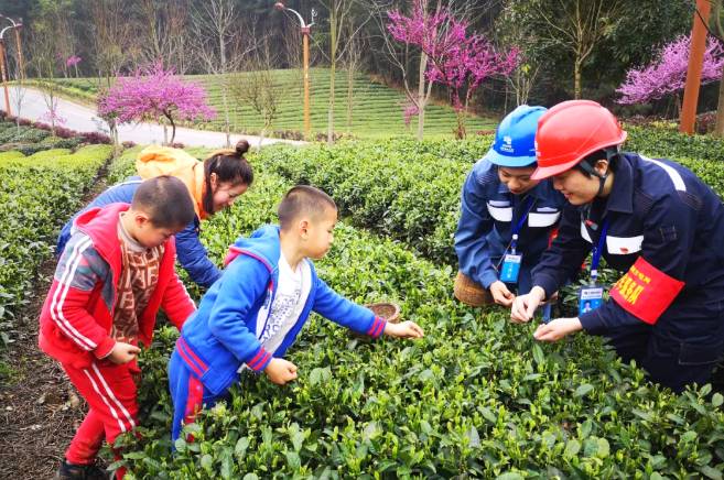 有关于茶园剪影 又是一年采茶季 春色满园盼君来的最新资讯(7)