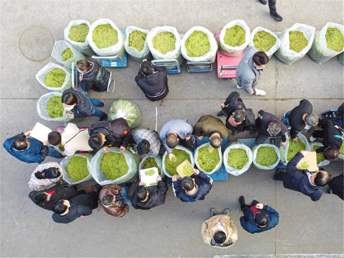 有关于春茶到！浙江几十个产茶区县春茶陆续开采的热门资讯(6)