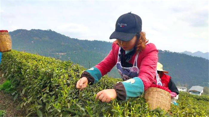 有关于四川泸州古蔺：以“茶”为媒，生态颜值变经济价值的新闻(5)