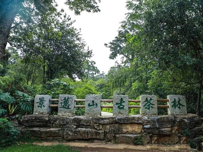 关于以红色血脉助力云南普洱景迈山古茶林申遗“百米冲刺”的热门消息