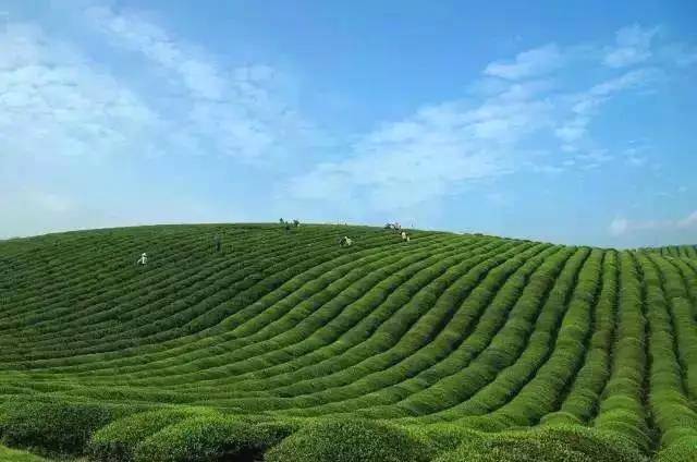 有关于张天福选址的茶场，诞生西湖龙井的贵州“私生子”的热门资讯(10)
