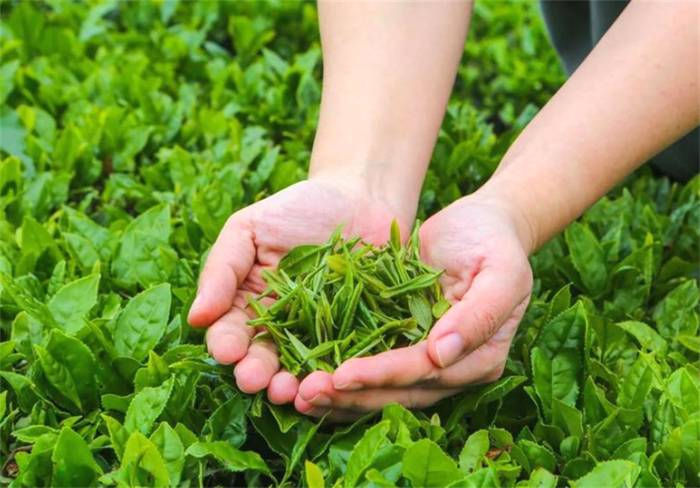 有关于一周速读：2021中国茶叶品牌价值评估、521国际茶日、品牌整合不是“1＋1”的热门信息(2)