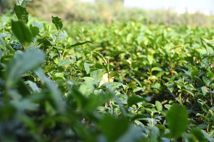 关于带你寻遍江西好茶，赣茶 · 年终回顾系列之一 · 寻茶记的新闻(24)