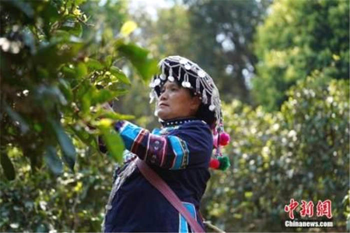 有关于云南普洱茶春茶陆续开采 量价齐升行情火热的最新消息