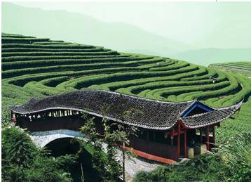 关于新华每日电讯：百年“坦洋工夫”，富民再显“功夫”的热门消息(2)