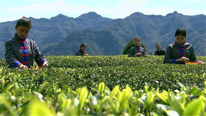 有关于四川通江县预计今年可生产茶叶2800余吨,实现综合产值2.5亿元的热门资讯(1)