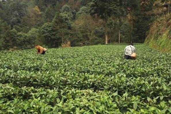 关于宣恩长潭河侗族乡：茶农们正忙着采摘新春第一批春茶嫩芽的消息