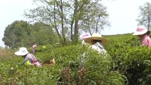 有关于云南牟定春茶采摘正当时、农民喜收“黄金叶”！的信息(4)