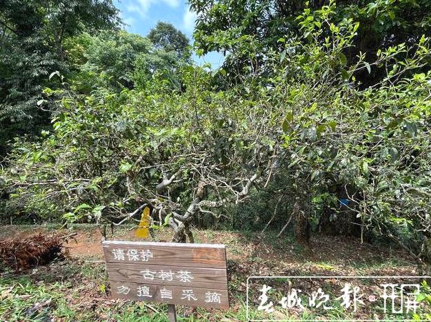 关于南糯山古树春茶产量高于去年,“一品一码”可精准溯源的信息(4)