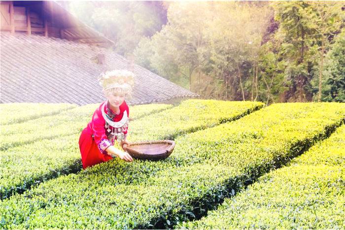 关于湖北深山有好茶 “脱贫茶”成为“振兴叶”的资讯