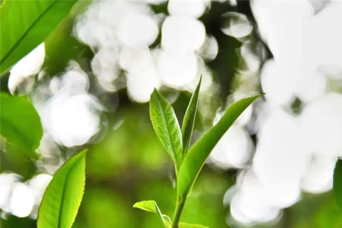 关于云南省茶叶流通协会回应“春茶乱象”问题的热门信息