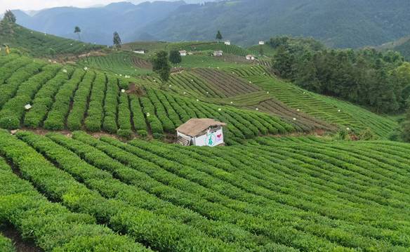 关于贵州:“贵茶名品”计划启动 助推“黔货出山”的新闻(1)