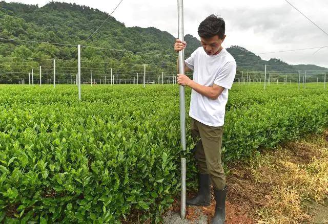 有关于双峰村茶园防晒装备大升级!今年夏天让茶农们都能睡个好觉的最新信息(3)