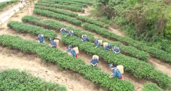 关于廉江广东茗皇茶业基地 助3000多户贫困户种茶致富的热门消息