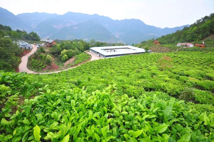 有关于高山云雾润千年 茶王之地产好茶丨镇沅县“千家寨爷号”普洱茶线上发布的新闻(2)