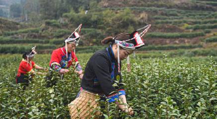 关于阳春三月，2021年的早春茶部分地区开始迎来了采摘的最新信息(7)