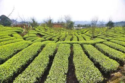 关于乡村振兴视角下的宜宾现代农业产业体系构建的资讯