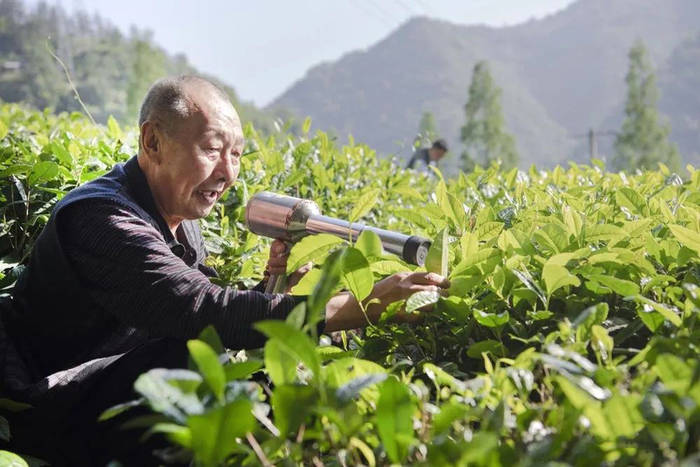 关于陕南茶业:绿染秦巴山川 成就“金山银山”的热门新闻(6)