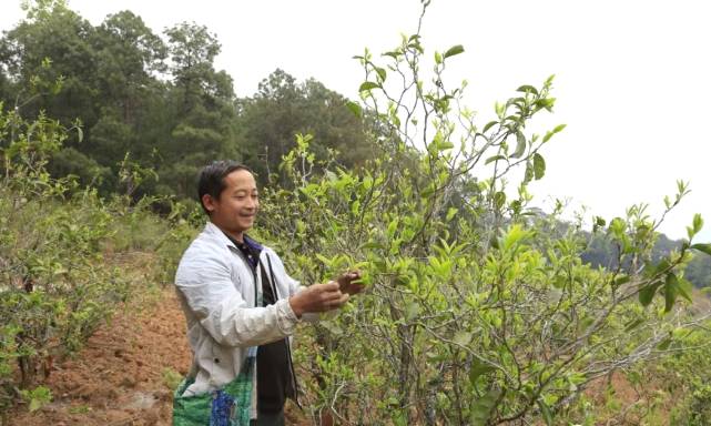 有关于普洱镇沅县两级政协助推罗家村发展茶产业:“一片叶子”铺就一条乡村振兴路的资讯