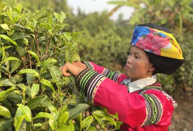 有关于春茶,一场春天里的盛事 勐海县80余万亩春茶陆续开采啦!的消息(5)