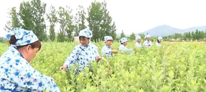 有关于艾茶飘香采摘忙！叶县：艾草成群众增收致富的“爱”草的热门信息
