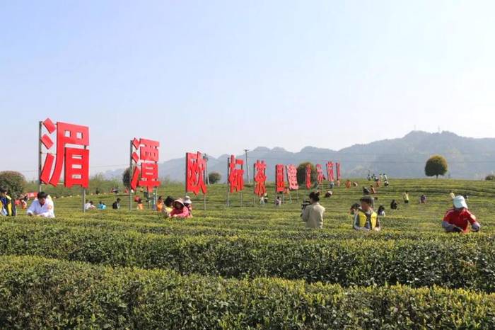 有关于奋斗百年路 启航新遵义 春天里,采茶忙!的消息(3)