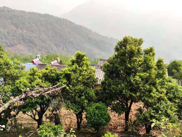 有关于景东花山镇芦山村:生态茶叶的发展实现一二三产业深度融合的信息