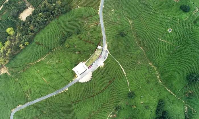 有关于2021年安吉白茶3月22日正式开采！产量略增，品质优于去年的热门信息