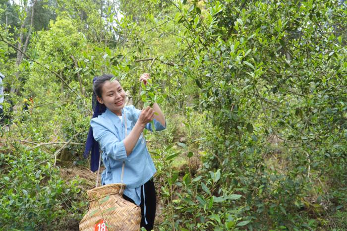 有关于前方高能!柘荣高山白茶竟然有“仙气”!的热门新闻(4)