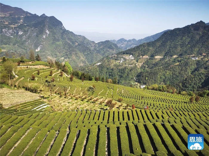 关于湖北：2021恩施硒茶采购商大会在恩施市硒茶小镇举行的热门新闻(16)