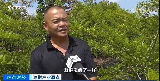 有关于一杯茶，带火了这种小众水果！身价飙涨10倍，价格一天三变？的热门新闻(8)