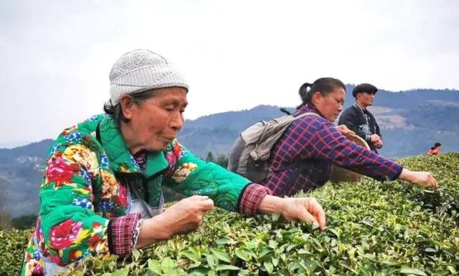有关于石阡县30多万亩苔茶园生机盎然 正是茶叶采摘好时节的资讯(6)