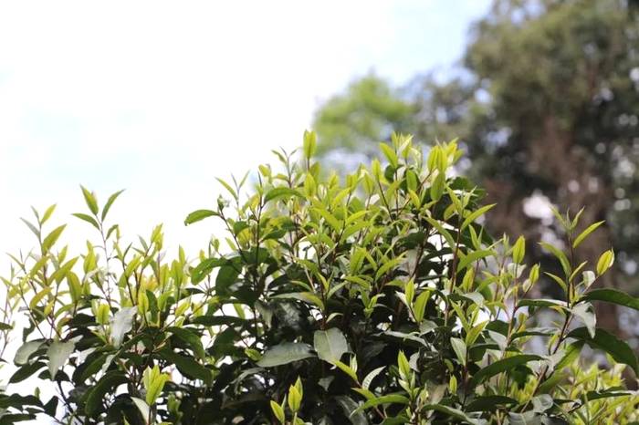 关于2021普洱五棵桩古茶园举行祭茶祖暨春茶开采仪式的信息(18)