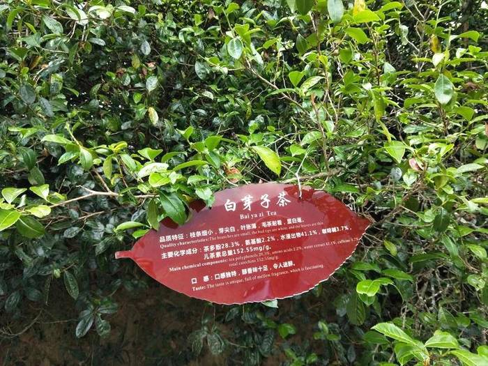 有关于中国首家茶树演化自然博物馆在临沧白莺山挂牌的新闻(6)