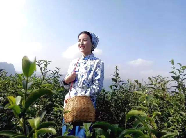 有关于黔茶喜获大丰收,一张张笑脸就是幸福生活的味道!的热门信息(11)