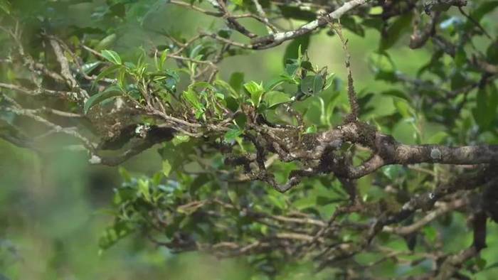 有关于双江冰岛春茶采摘准备就绪，茶农增收在望的资讯