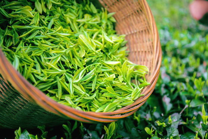 关于56000次采摘方得1斤!火出国门的三峡毛尖,天然清香!的最新资讯(4)